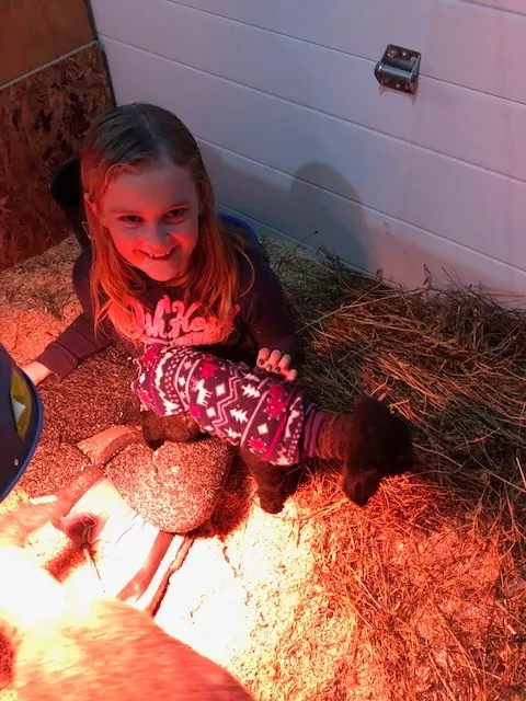 Two Day Old Lamb