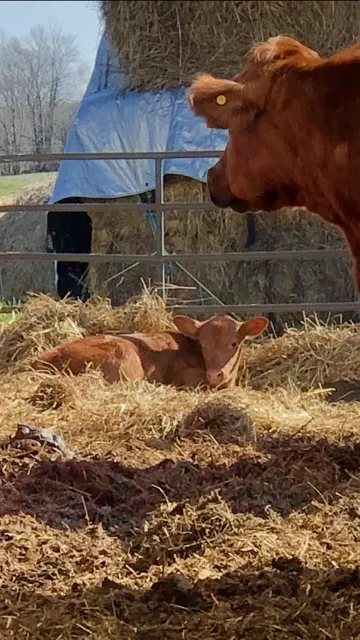 Spring Time On The Farm